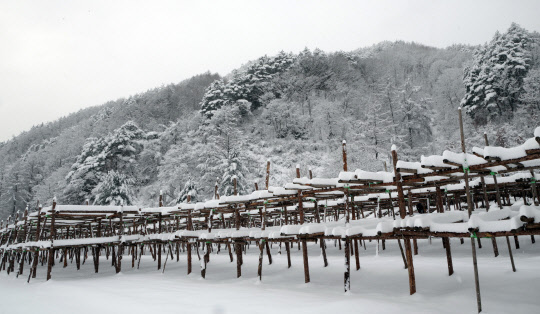 폭설이 내린 14일 인제군 북면 용대리 황태덕장에서 마을주민들이 덕걸이 작업을 하고 있다. 사진은 황태덕장에 눈이 쌓인 모습.